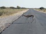 3. Etosha National Park